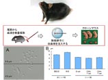 Японские ученые клонировали мышь из одной капли крови
