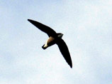 Редкую птицу, которую в Британии не видели уже 22 года, зарубило винтом на глазах у толпы орнитологов

