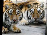 Тигры итальянского зоопарка растерзали подкармливавшего их пенсионера