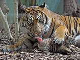 Тигры итальянского зоопарка растерзали подкармливавшего их пенсионера