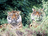 В Индонезии тигры загнали на дерево пятерых мужчин и убили их товарища 