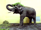 Слоненок из Киевского зоопарка из-за отсутствия самки сходит с ума