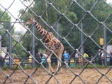 Московский зоопарк, август 2011 года
