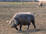 Африканскую чуму свиней, смертельное и крайне заразное для этих животных заболевание, обнаружили в Московской области. МВД проводит карантинные мероприятия