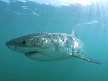 Во Франции от зубов акулы погибла 15-летняя серфингистка 