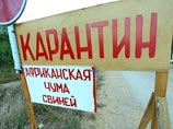 Смертельное заболевание - африканская чума свиней, которое не поддается вакцинации и которое нельзя вылечить, обнаружено в Белгородской области. В этом пограничном с Украиной регионе производится более 20% всего мяса в России Смертельное заболевание - африканская чума свиней, которое не поддается вакцинации и которое нельзя вылечить, обнаружено в Белгородской области. В этом пограничном с Украиной регионе производится более 20% всего мяса в России