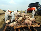 Распространяется смертельное заболевание крайне быстро - за последнюю неделю вспышки африканской чумы свиней зафиксированы в трех российских регионах. Согласно данным Россельхознадзора, за все время в России вирус был найден в 13 регионах Распространяется смертельное заболевание крайне быстро - за последнюю неделю вспышки африканской чумы свиней зафиксированы в трех российских регионах. Согласно данным Россельхознадзора, за все время в России вирус был найден в 13 регионах