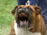 Олимпийского чемпиона искусали псы бойцовской породы, когда он спасал свою собаку 