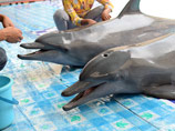 Ученые выяснили: дельфины обращаются друг к другу "по имени"