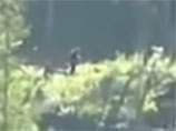 В Канаде супружеская пара на прогулке в лесу сняла на видеокамеру передвижения существа необычного вида, похожего на неуловимого снежного человека