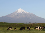 Россельхознадзор назначил проверку в Новой Зеландии из-за смертельно опасного молока