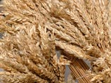 По данным Федеральной таможенной службы, за первое полугодие Россия сократила экспорт собственной пшеницы почти в 6 раз и одновременно увеличила закупки импортного зерна более чем в 10 раз