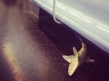 Под лавкой вагона в нью-йоркском метро нашли акулу (ФОТО)