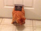 В интернете обнаружен новый Гарфилд: 12-килограммовый кот еле протискивается в дверцу для питомцев