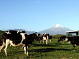 Новозеландское молоко официально запретили - "по принципу предосторожности"