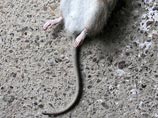 Исследуя крыс, они обнаружили, что даже после того, как сердце остановилось и кровь перестала поступать в мозг, фактически мертвые животные подавали признаки сознательного восприяти