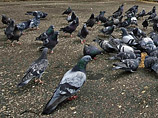 Онищенко заинтересовался странной гибелью московских голубей - самых "неряшливых" и "глупых" птиц