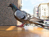 Россельхознадзор нашел причину странного поведения голубей в Москве. Есть опасность для людей
