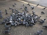 В Союзе охраны птиц России отмечали, что заболевание у столичных голубей могли спровоцировать сами люди, которые постоянно их подкармливают, из-за чего птицы собираются в стаи, чтобы получить корм, и заражают друг от друга