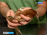 Московские ветеринары и Россельхознадзор разошлись насчет гибели голубей: это не болезнь Ньюкасла