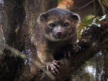 Обитающее в лесах Эквадора и Колумбии в горной местности на высоте от 5000 до 9000 метров над уровнем моря животное, напоминающее енота, с мордочкой плюшевого мишки, идентифицировано как новый вид млекопитающего - олингито