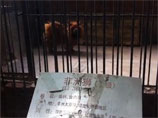 Не верь глазам своим: в китайском зоопарке собаку выдавали за льва