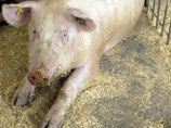 Японские ученые впервые восстановили колено свинье из стволовых клеток
