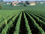 Многие компании, скупающие виноградники во Франции, зарегистрированы в офшорных зонах и, возможно, используются для нелегальных финансовых операций