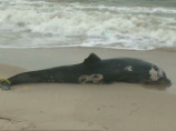 На восточное побережье США массово выбрасываются дельфины: найдены 228 тушек