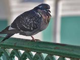 Массовая гибель столичных голубей признана случайной Массовая гибель столичных голубей признана случайной