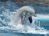 Дельфины выбрасываются на Восточное побережье США из-за вируса кори, установили ученые