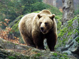 На Камчатке медведь загрыз насмерть рыбака. Полиция начала охоту на людоеда
