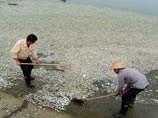 Вслед за тушами свиней и мертвыми утками из еще одной китайской реки выловили тонны отравленной рыбы
