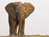 Во Франции слониха Таня весом в две тонны сбежала из цирка и затоптала пенсионера, игравшего в петанк