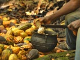 Какао заканчивается, цены на него выросли на 15% Какао заканчивается, цены на него выросли на 15%