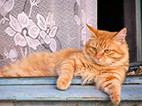 Домашний кот Домашний кот