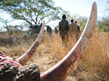 В Зимбабве совершено крупнейшее в истории страны массовое убийство слонов: их отравили цианистым калием
