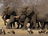 Бивни слонов высоко ценятся на азиатских черных рынках, поэтому браконьеры безжалостно истребляют этих животных
