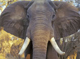 В Зимбабве совершено крупнейшее в истории страны массовое убийство слонов: их отравили цианистым калием