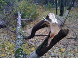 Очевидцы сообщают, что там, где прошли смерчи, с корнем выкорчеваны десятки деревьев, в некоторых жилых домах сорваны крыши, разбиты стекла и разрушены балконы Очевидцы сообщают, что там, где прошли смерчи, с корнем выкорчеваны десятки деревьев, в некоторых жилых домах сорваны крыши, разбиты стекла и разрушены балконы