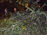Ураганные порывы ветра повалили деревья, рекламные щиты, повредили кровлю и балконы у домов, многие автомобили серьезно пострадали