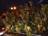 В Сочи на смену дождям пришли смерчи - город завалило упавшими деревьями В Сочи на смену дождям пришли смерчи - город завалило упавшими деревьями