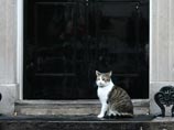 В сентябре прошлого года кот Ларри был разжалован с должности крысолова, так как за полтора года карьеры поймал лишь одну мышь, а большую часть времени спал В сентябре прошлого года кот Ларри был разжалован с должности крысолова, так как за полтора года карьеры поймал лишь одну мышь, а большую часть времени спал