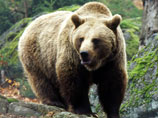 Под Иркутском медведь съел борщ, погуляв в дачном поселке