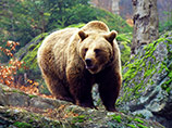 На Камчатке мужчина отбил свою жену у медведя 