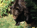 Житель Якутии смог зарезать напавшего на него медведя