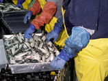 Разрешенный объем вылова сельди в Атлантическом океане в этом году сократился на 30%, это и есть основная причина подорожания рыбы