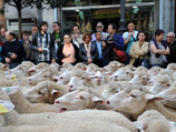 Испанские пастухи провели в Мадриде уже ставшую традиционной акцию протеста против урбанизации, к восторгу туристов прогнав по улицам испанской столицы отару из двух тысяч овец