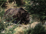 На Камчатке специалисты отмечают возросшую активность медведей