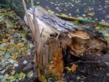 На солдата из-за сильного ветра упало дерево. Получивший травму военнослужащий был доставлен в медицинское подразделение, но врачам не удалось его спасти На солдата из-за сильного ветра упало дерево. Получивший травму военнослужащий был доставлен в медицинское подразделение, но врачам не удалось его спасти
